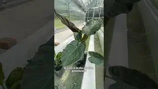 Adding PLANTS to the goldfish greenhouse