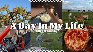 Mexico vlog 🇲🇽 | A day in my life en el rancho | Entre el ganado 🐮🌵🤠