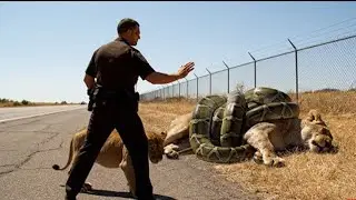 Fearless Rescue Saves Lion from Giant Python Attack 🐍🦁 | Snake Rescue Channel