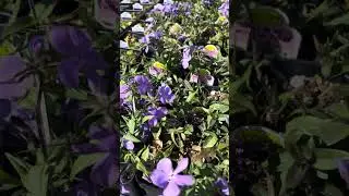 Plant therapy #blue #flowers #spring #nursery #bloom #grow #plants #therapy #nature #shorts