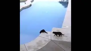 Funniest Animals Ever 2023 079