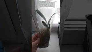 Выращивание кливий из семян во мху в зип пакетах