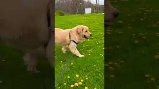 How to boost your mental health? Go outside for a dog walk!