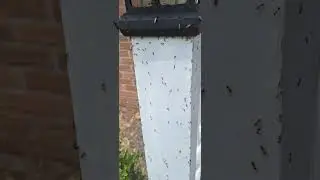 is this termites or flying ants (shorts)
