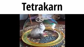 SMT skills but cats