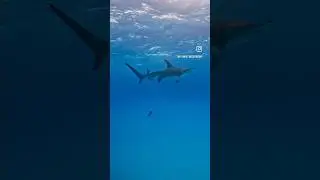 Freediving with Hammerheads and other sharks 🇧🇸 🦈 🩵 and a giant Loggerhead Sea Turtle! 🧜🏼&zwj;♀️