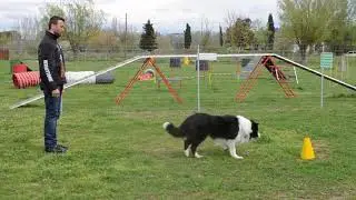 Tutorial Target e posizioni a distanza con il cane  - DobreDog