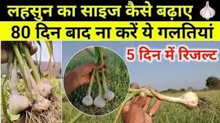 लहसुन में आखिरी स्प्रे: बस ये एक चीज डाल दो, लहसुन बनेगा चांदी जैसा सफेद और ठोस! Green Growth 