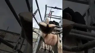 Hoof trimming 😊😊😊 #longtoenails #dairyfarm #farming