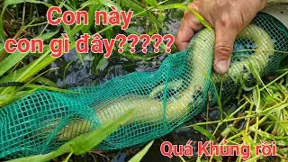 Hốt hàng lươn khủng đầu năm. Dở ống trúm mà run tay | Săn bắt SÓC TRĂNG |