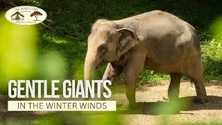 Gentle Giants in the winter winds : Elephant Free-roaming