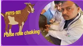 How to Check Pulse Rate From Animals| TPR of animals