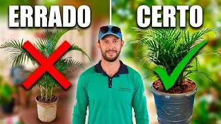 plantio de palmeira areca em vaso