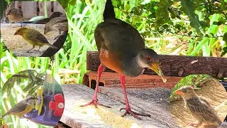 SARACURA, CAMBACICA FILHOTE DE PARDAL E PÁSSAROS NO COMEDOURO 🕊 #observacaodeaves #birds 