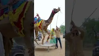 राजस्थानी ऊंट का ऐसा डांस आप ने पहले कभी नहीं देखा होगा | New Marwadi Dj Song 2024 | New Camel dance