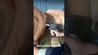 Ovulation Detector for Detecting Cows/Horses