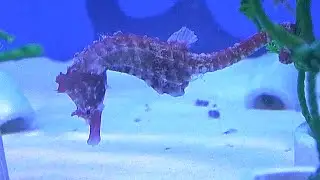 ハナタツ　Dhiho's seahorse　Hippocampus sindonis