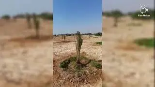 أثر الاجراءات الميدانية الصحيحة في نسبة نجاح الزراعة الجديدة لفسائل النخيل.
