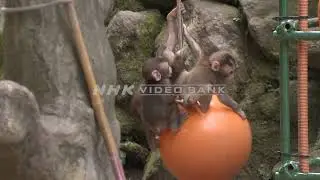 NHK VIDEO BANK - Adorable monkeys
