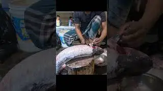 Amazing Big Grass Carp Fish Cutting | Expert Filleting & Cleaning #shorts #yotubeshorts