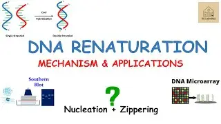 Renaturation of DNA - Mechanism, Typical Conditions, Applications