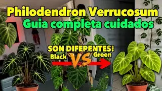 Cuidados de Philodendron Verrucosum / el Verde y el Negro