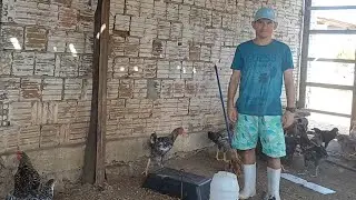 Dentro das galinhas na fazendinha 🐓🐔🐤