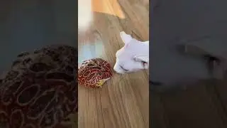 funny cat and bullfrog