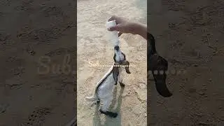 #goatproblems #viralvideo #ytshorts #viral