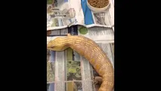 Albino mated to Super Hypomelanistic