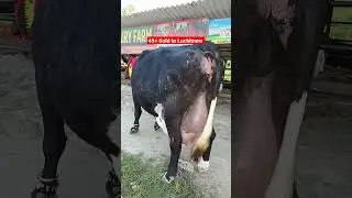 #shorts#High Milking yield #Cows#Shakil Dairy Farm.8127933448
