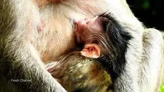 Newborn Baby Monkey Jilla, Happy To Get More Milk From Mom Jill, Cute Baby Monkey Jilla