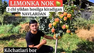 LIMONKA NOK 🍐🌱 KOʻCHATLARI SOTUVDA BOR TEL+998959515353+998908411161 🌱🍐🍐🌱