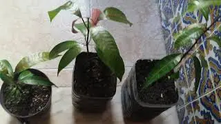 Plantando manga no Alentejo, Portugal - Plantas do V&iacute;tor