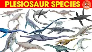 Dinosaurs for kids | Learn 50 Long-Necked Plesiosaur Sea Dinosaurs Names in English #kids #dinosaur