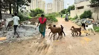 Farm animals . Village Farm Life with Goat, Cow, Hen and Dog✌🏼