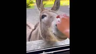 donkey loves to come for a visit and ask for treats from the kitchen's window  #fact #amazingfact