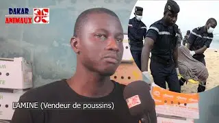 Emigration clandestine: les éleveurs périssent en mer
