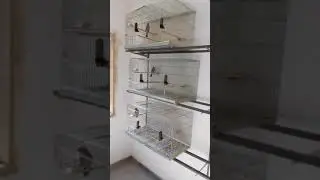 LUMINOSIDADE IDEAL PARA CRIA&Ccedil;&Atilde;O