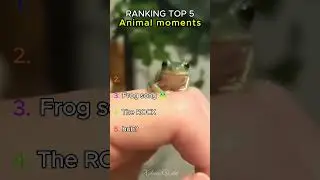 Top 5 Funniest Animal Moments You Must See!🐿️