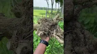 চুই ঝাল কি? #farming #banglamarkagro #agriculture #naturalagriculture #farmbd  #naturalfarming