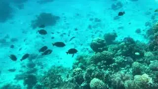 Underwater Wildlife at the Prima Life Resort&rsquo;s Private Coral Reef &ndash; Makadi Bay, 2024 December
