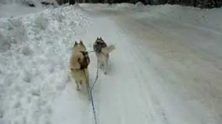 Sledding with Tundra & Rush