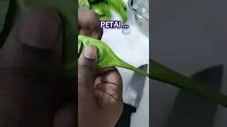 #petai#howtopeelpetai