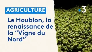 Le Houblon, la renaissance de la “Vigne du Nord”