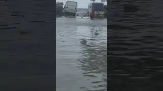 Man is trying to save a bug from high tides and huge waves!