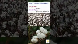 King of Fibres (Kings & Queens of Biological World)
