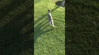 #قطط #cat #catlover #catvideos #cats #catplaying #catlovers #catstory #catshorts #catlife #nature