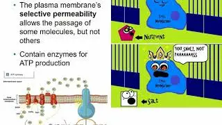 2117 Chapter 4 Part B - Functional Anatomy of Prokaryotic and Eukaryotic Cells