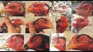 Aseel Murga Ki Pehchan |Eyes And Face || Must Watch